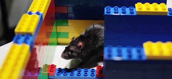 Rat in a lego maze